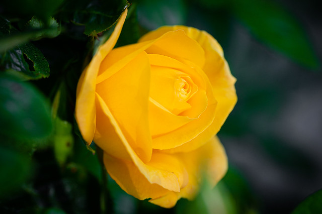 Little yellow rose