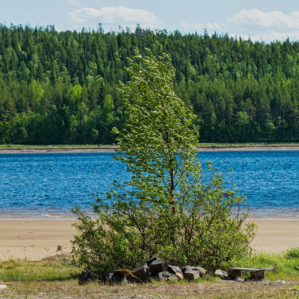 Birch on the shore