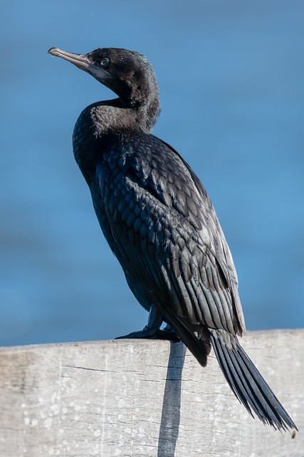 Little black cormorant on the wharf