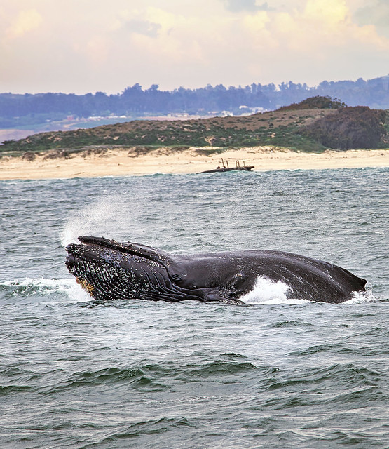 Humpback Whale Mid-Breach
