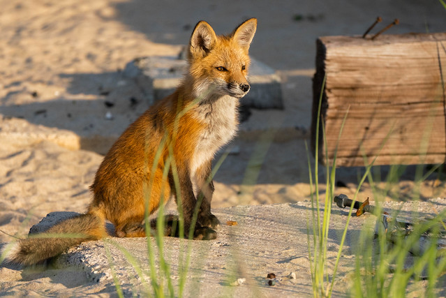 Red Fox Pups Asbury Park Ocean Grove New Jersey May 2023
