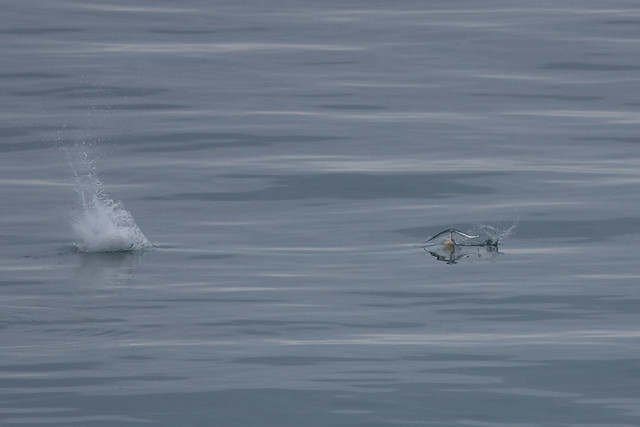 Gannet catching Garfish (2 of 4)