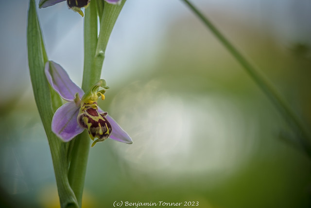 Bee Orchid - Ophrys apifera var. trollii