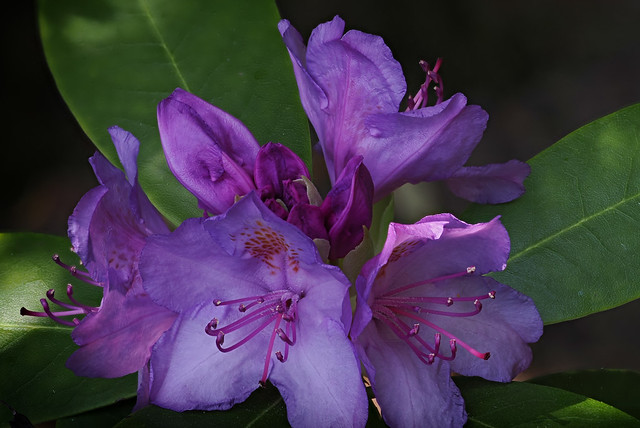 Purple  rhododendron