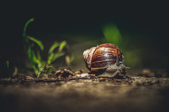Roman snail (Helix pomatia)