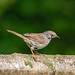 Dunnock from the hide