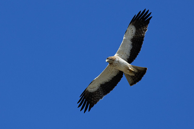 Aigle botté - Hieraaetus pennatus - Booted Eagle - Zwergadler - Águila calzada - Aquila minore