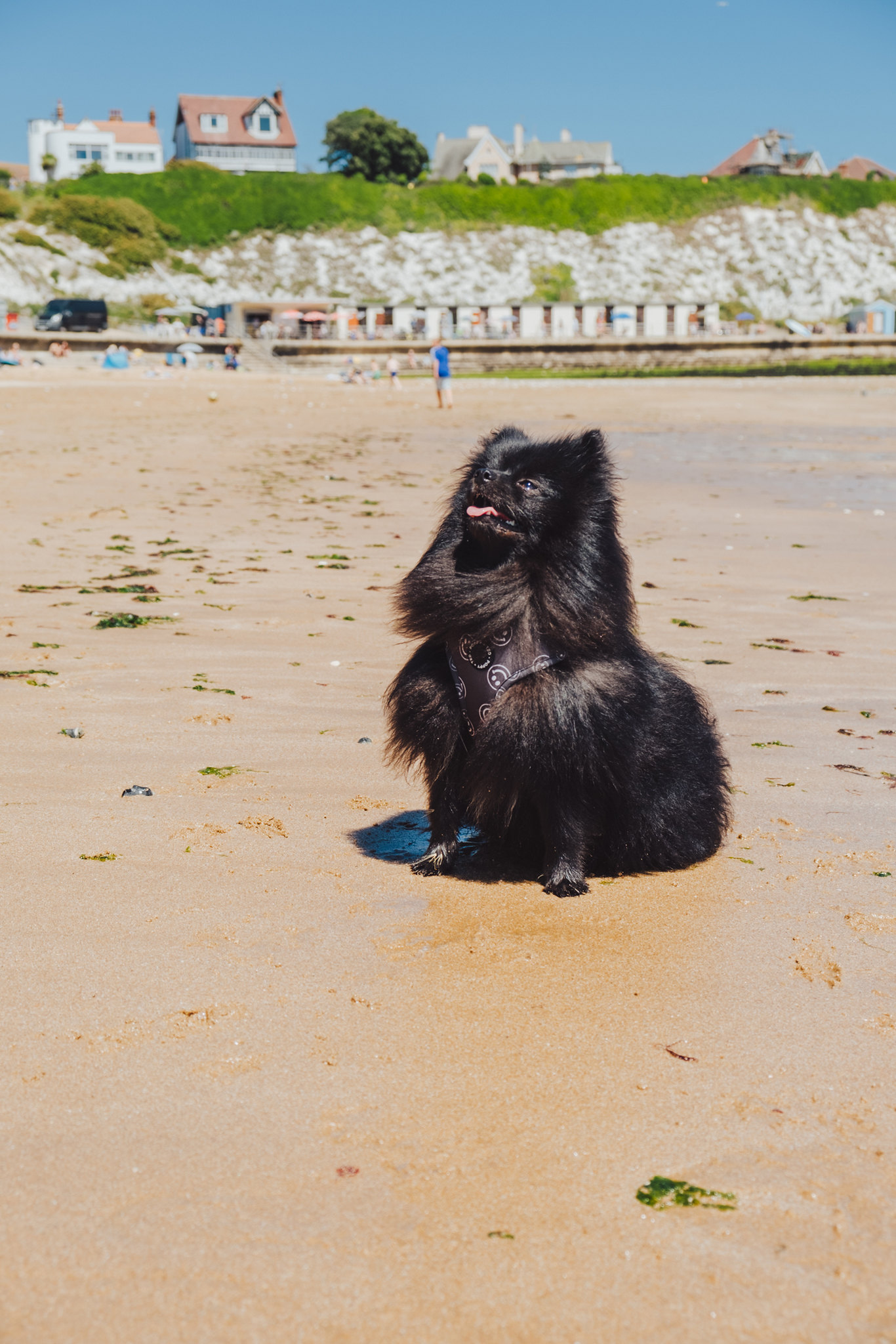 A Dog-Friendly Travel Guide to Broadstairs, Kent