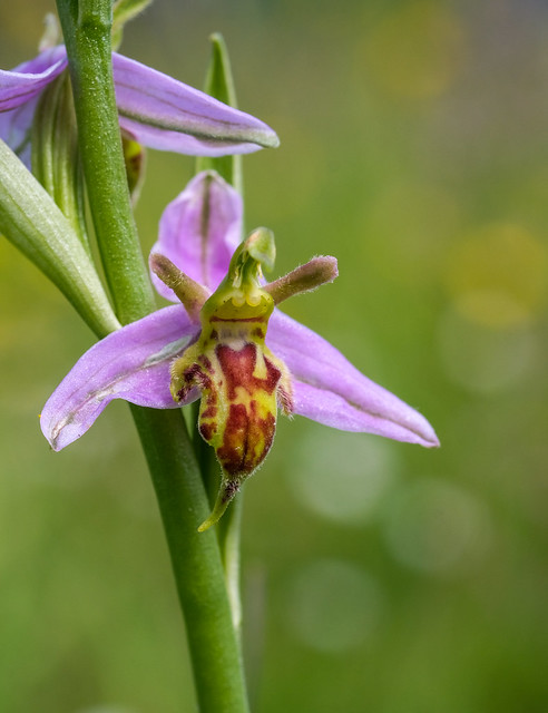 Bee Orchid (Ophrys apifera f. trollii)