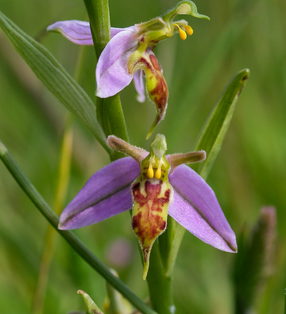 Bee Orchid (Ophrys apifera f. trollii)