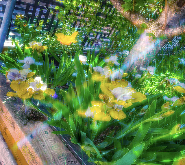 Irises in a Garden