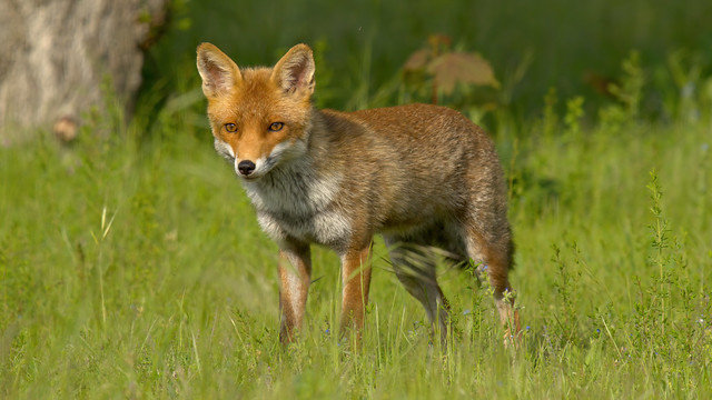 a Fox in nature - un renard dans la nature