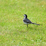 White wagtail / Witte kwikstaart