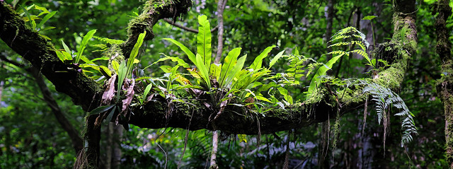 Bird's nest fern grows on moist tree stumps at Sapan waterfall