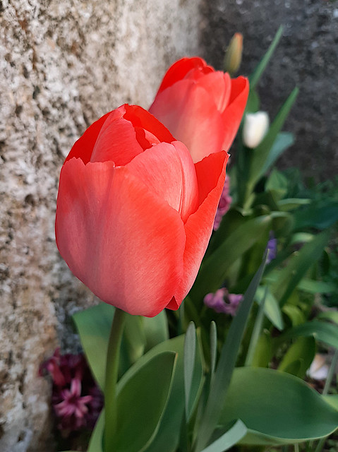 Tulipani rossi / Red tulips
