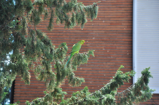 A little green friend