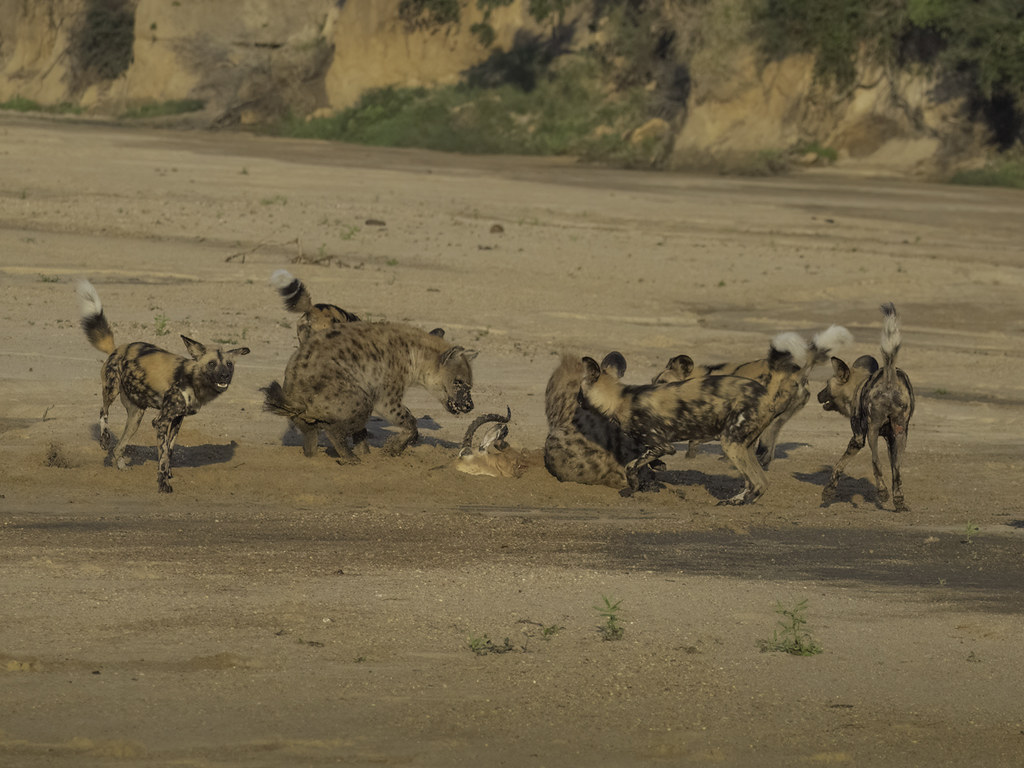 Wild Dogs and Hyenas