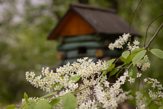 Blooming bird cherry and fairy house