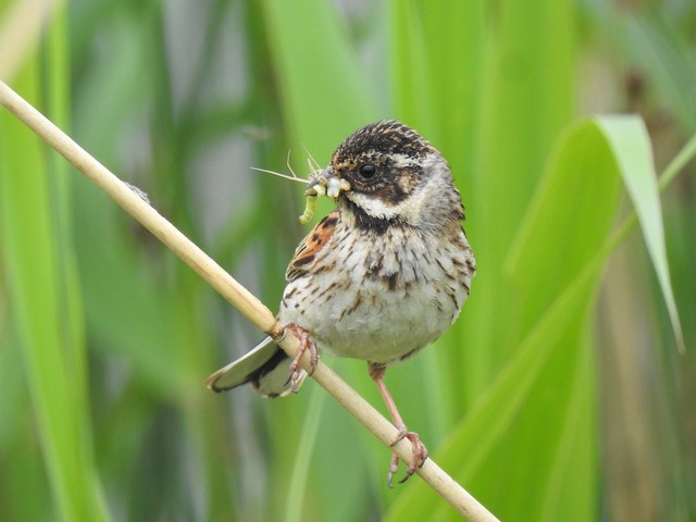 Reed Bunting collecting food - RSPB St Aidan's Nature Reserve near Leeds