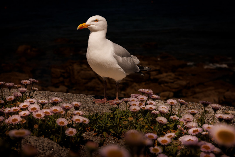 The well mannered Seagull