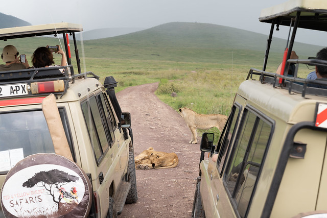 Ngorongoro Crater, Tanzania - March 12, 2023: Crowd of safari vehicles gather around a pride of lions resting in the middle of the road