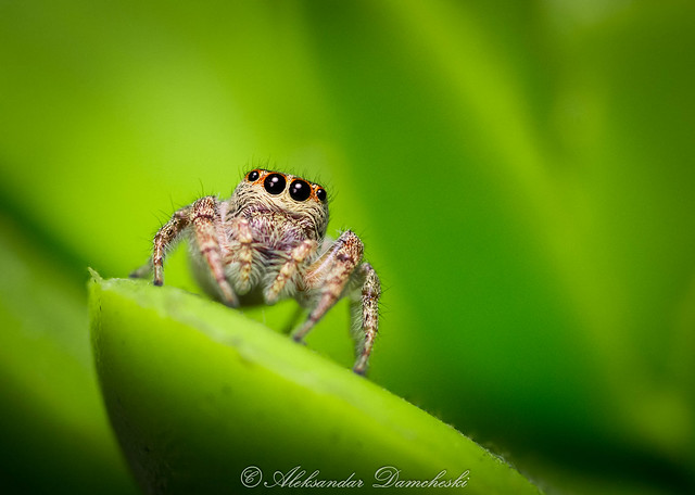 Jumping Spider Macro Opisthoncus sp. 