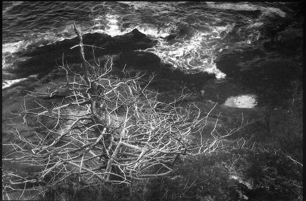looking down, dead tree forms, rocks, surf, Burnt Head, Monhhegan Island, Maine, Nikon FM, nikon nikkor 55mm f/3.5, fomapan 400, FPP monobath developer, 5.10.23