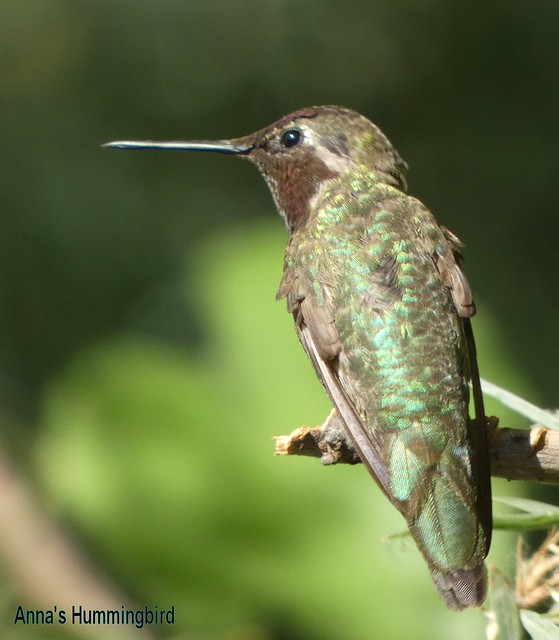 BB622 Hummingbird