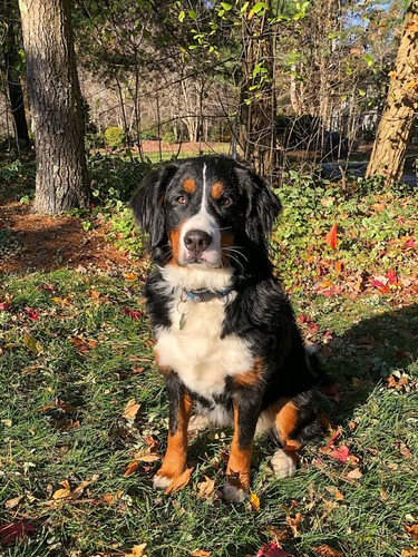 Need some grooming tips for a Bernese Mountain Dog? Visit us right now!
