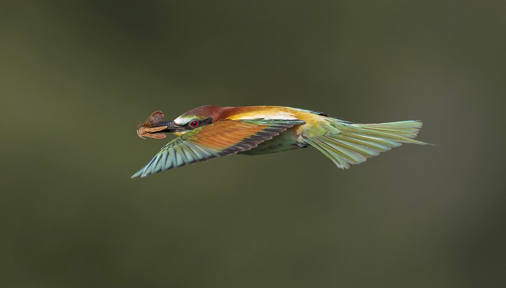 European bee-eater /Guêpier d'Europe
