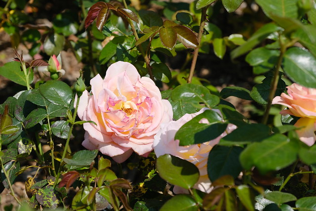 Roses @ Parc des Écureuils @ Ville-la-Grand
