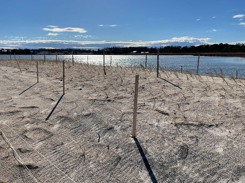 Photo of shoreline with protective netting in place
