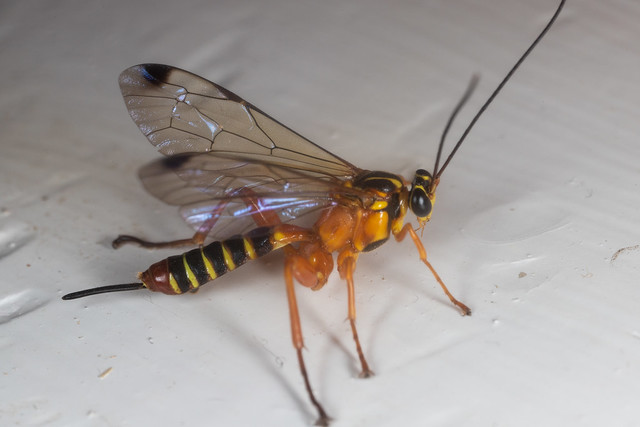Beautiful wasp