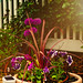2023-MFDG175 Dig Planter with Allium and Rose in background Lum edited