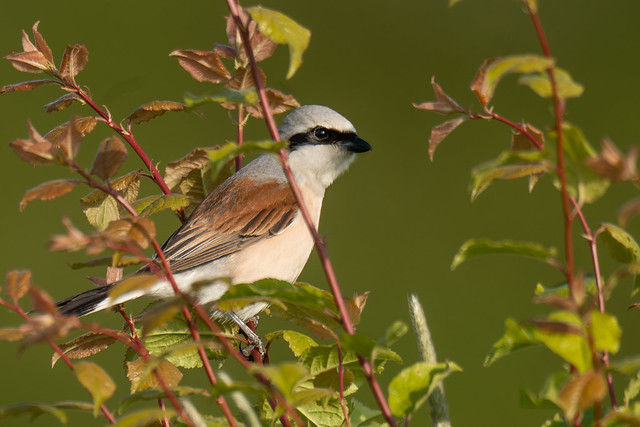 Red Backed Shrike at Grove Ferry