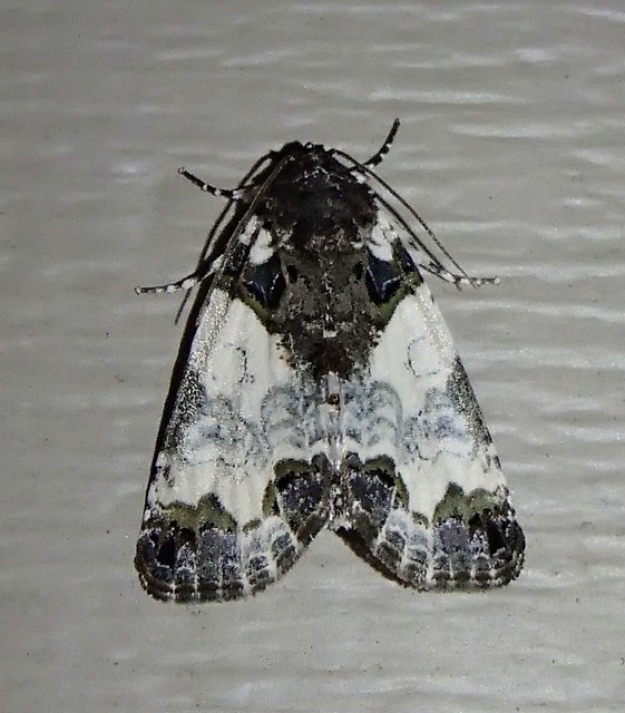 Cerma cerintha - Tufted Bird Dropping Moth - Hodges#9062