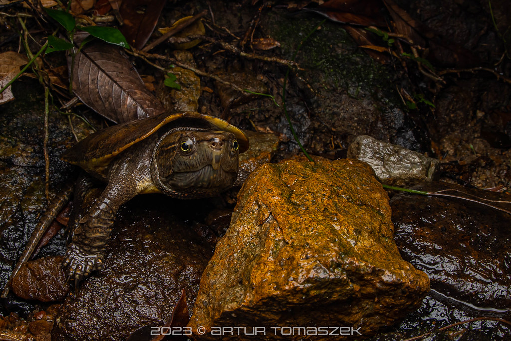 Platysternon megacephalum | Big-headed Turtle | Inglourious Reptiles ...