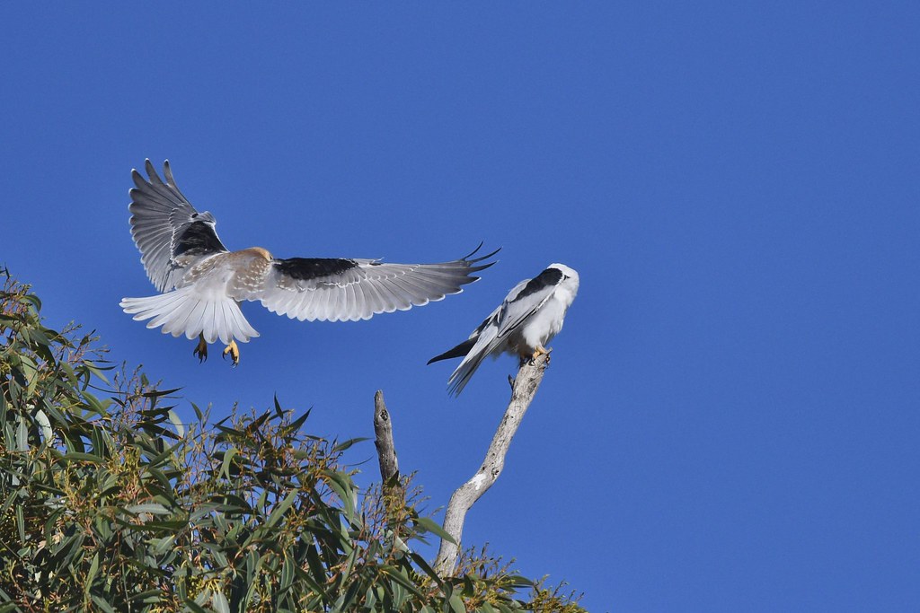 Black-shouldered Kites
