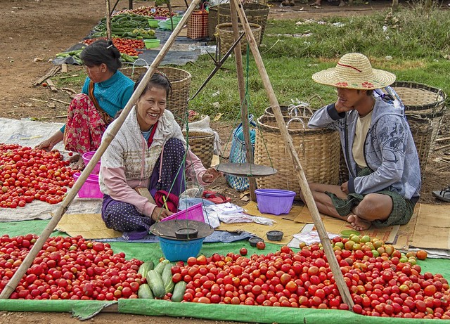 Tomatoes & cucumbers - Myanmar 2015