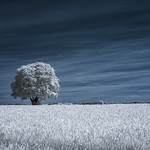 14. Mai 2023 - 11:10 - Infrared Canon converted 720
Lone tree in a field of new crops on a fine spring morning.
Durleighmarsh in the South Downs National Park, England.
