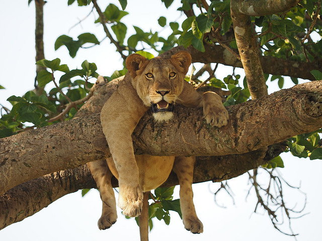 Tree Climbing Lion in Ishasha- QueenElizabethNationalPark. He seems to be enjoying😁