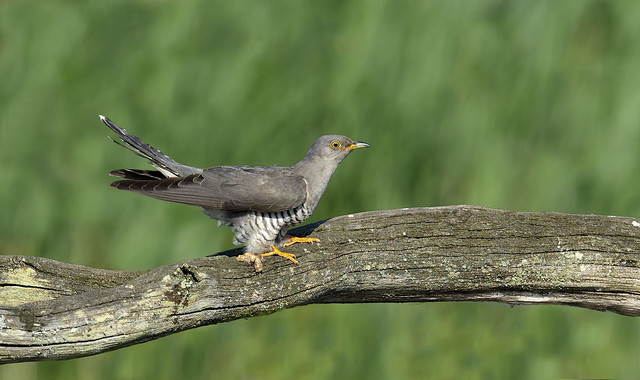 Common Cuckoo  -  Coucou Gris