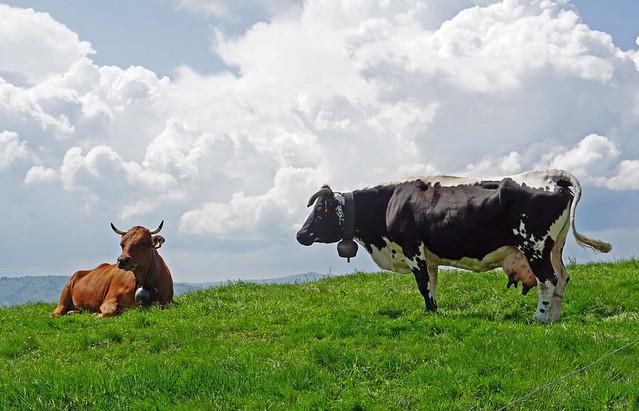 Cows at Petit Ballon, Vosges Mountains