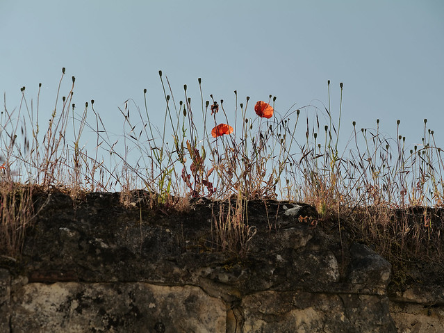 Wall Poppies
