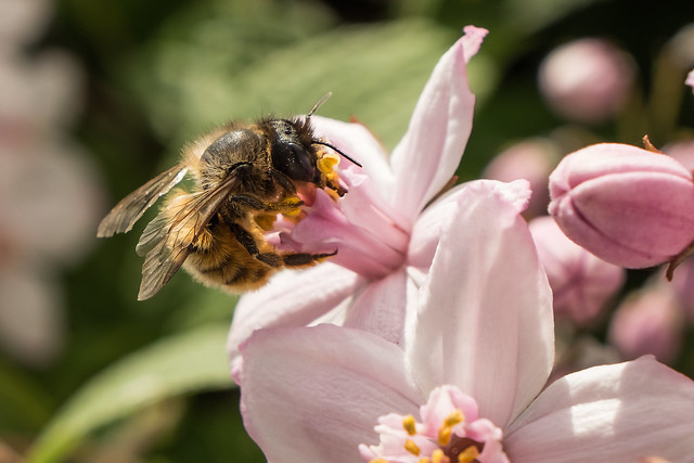 Bombus pascuorum - Common Carder Bee