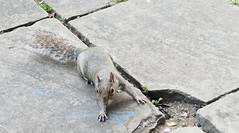 Holland Park squirrel