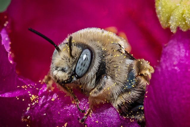 Bee in Flower-43-Edit.jpg