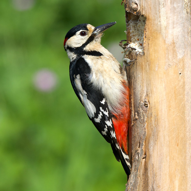 Great Spotted Woodpecker ♂ Dendrocopos major