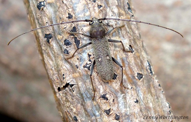 Gnatholea eburifera (Thomson 1861) male 15 mm Cerambycidae Cerambycinae Hesperophanini