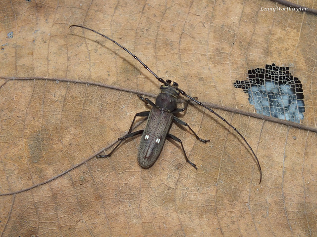 Gnatholea eburifera (Thomson 1861) male 15 mm Cerambycidae Cerambycinae Hesperophanini